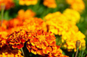 Lutein ist ein gelber Farbstoff, der u.a. aus Tagetes gewonnen wird.